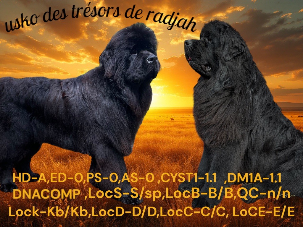 Usko des Trésors de Radjah