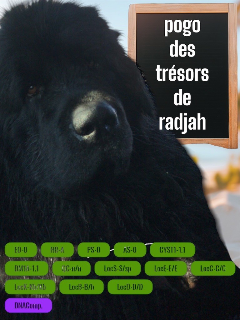 Pogo des Trésors de Radjah