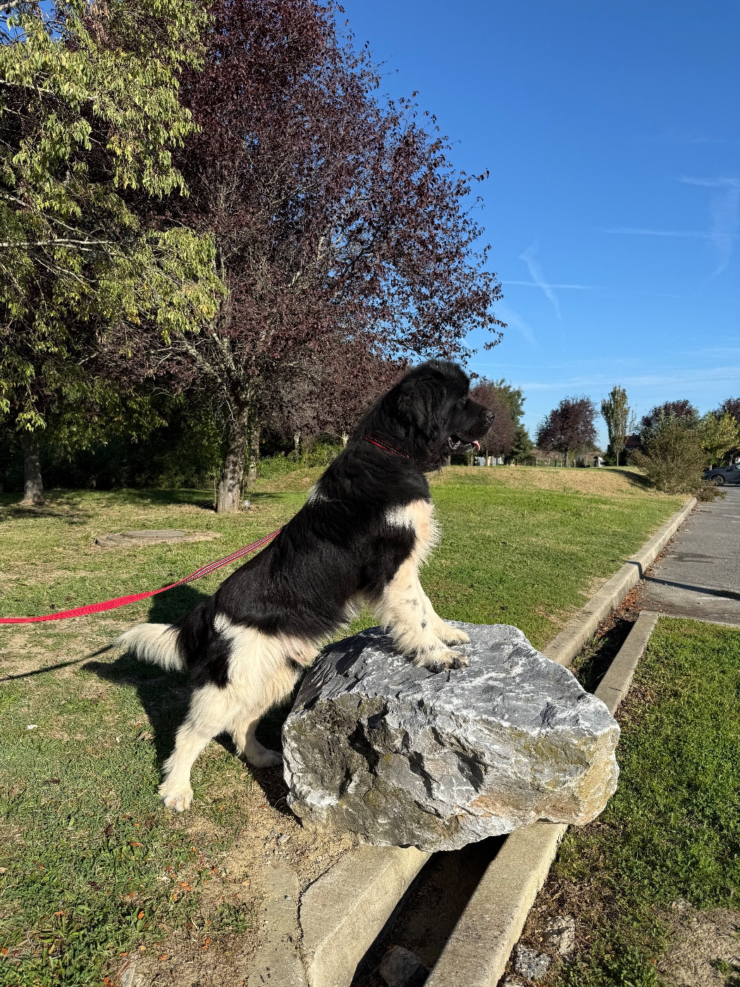 thorr des Jardins d Artemis