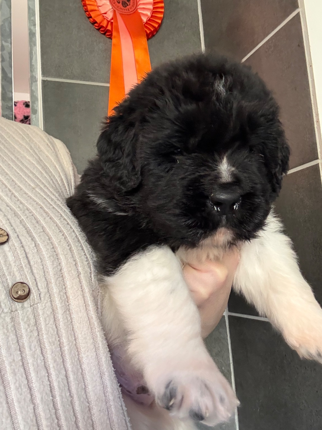 des Trésors de Radjah - Chiots disponibles - Terre-neuve