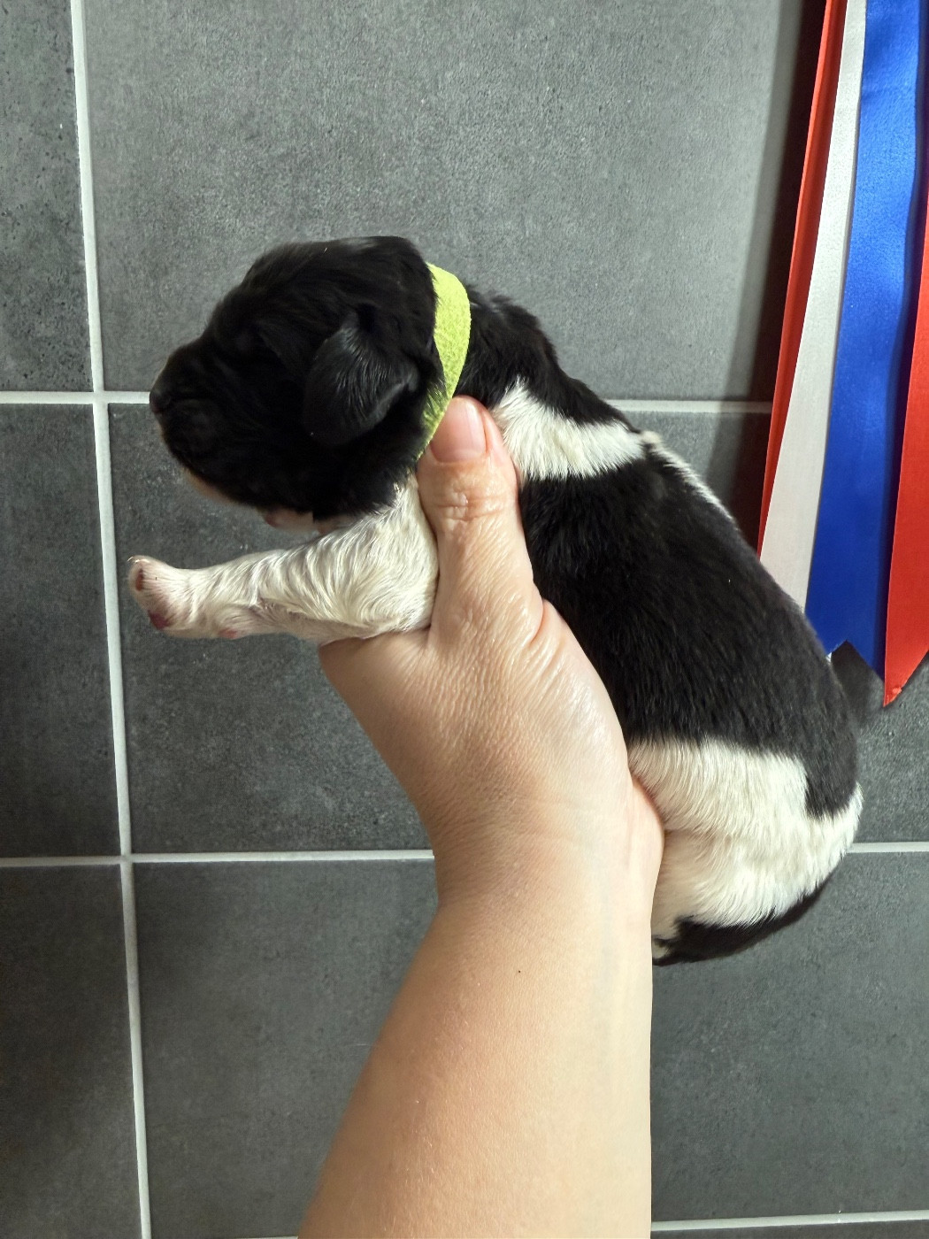 des Trésors de Radjah - Chiots disponibles - Terre-neuve