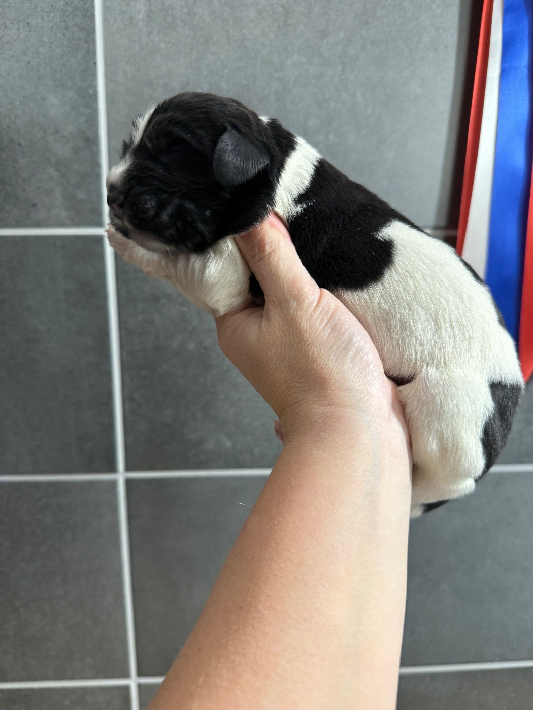 des Trésors de Radjah - Chiots disponibles - Terre-neuve