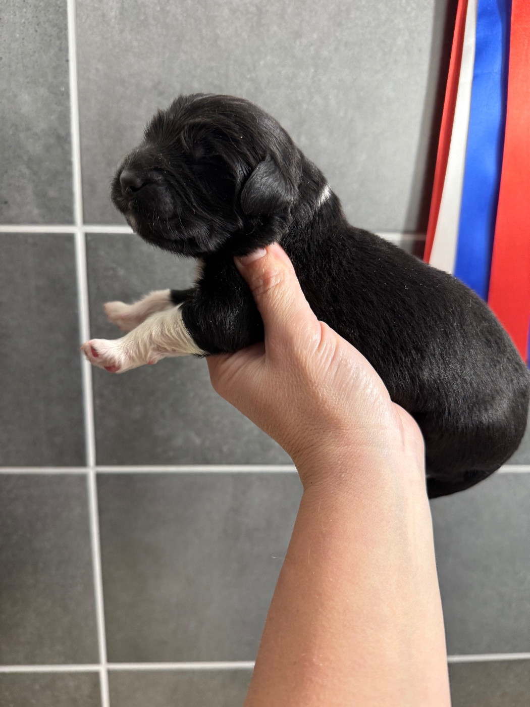 des Trésors de Radjah - Chiots disponibles - Terre-neuve
