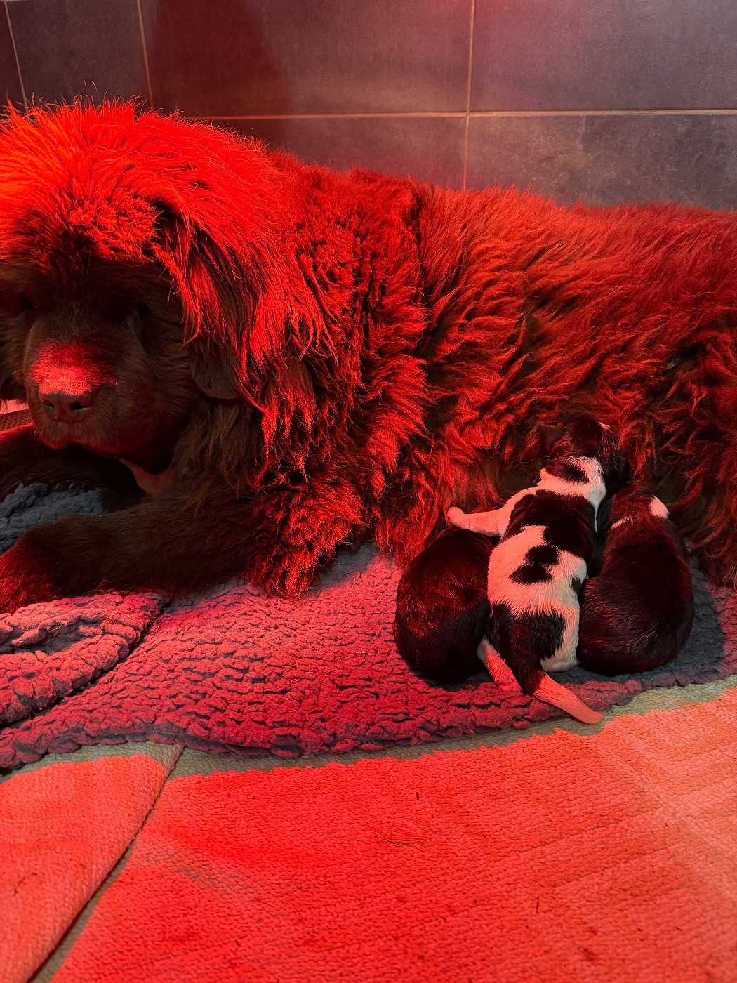 Chiot Terre-neuve des Trésors de Radjah