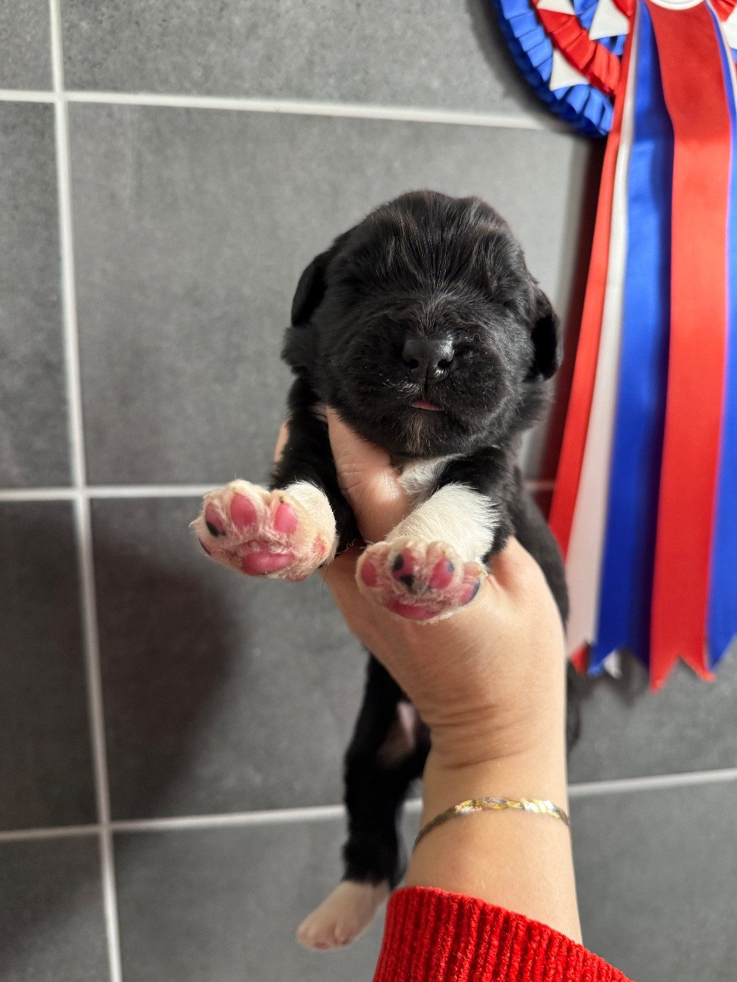 des Trésors de Radjah - Chiots disponibles - Terre-neuve