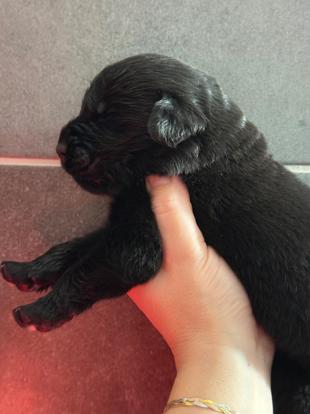 des Trésors de Radjah - Chiots disponibles - Terre-neuve