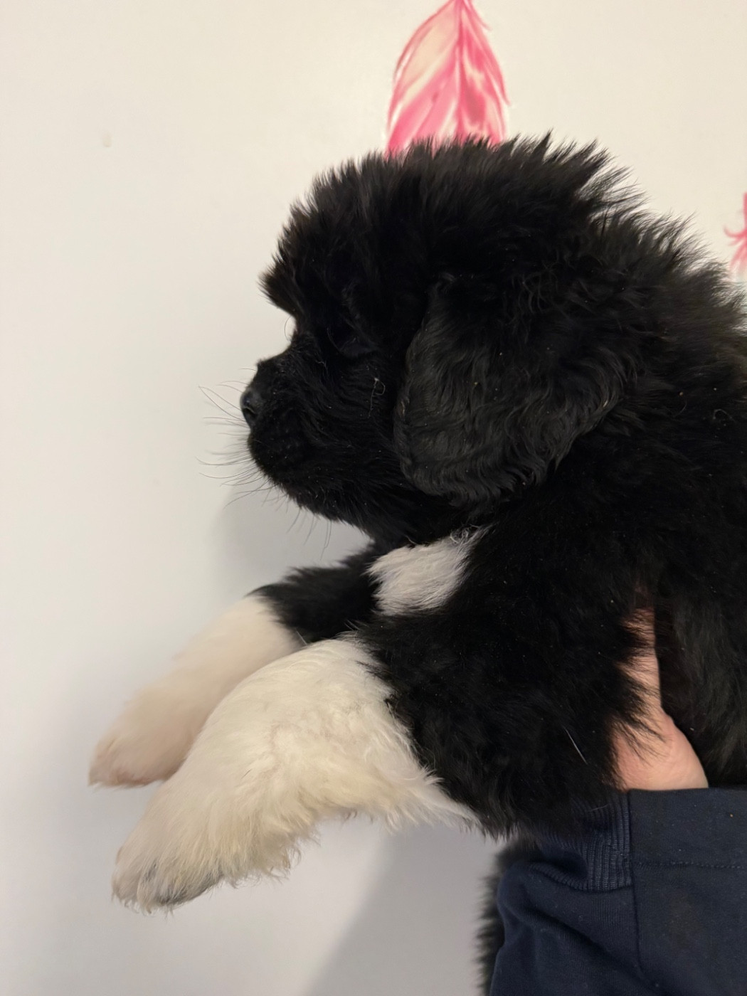 des Trésors de Radjah - Chiots disponibles - Terre-neuve