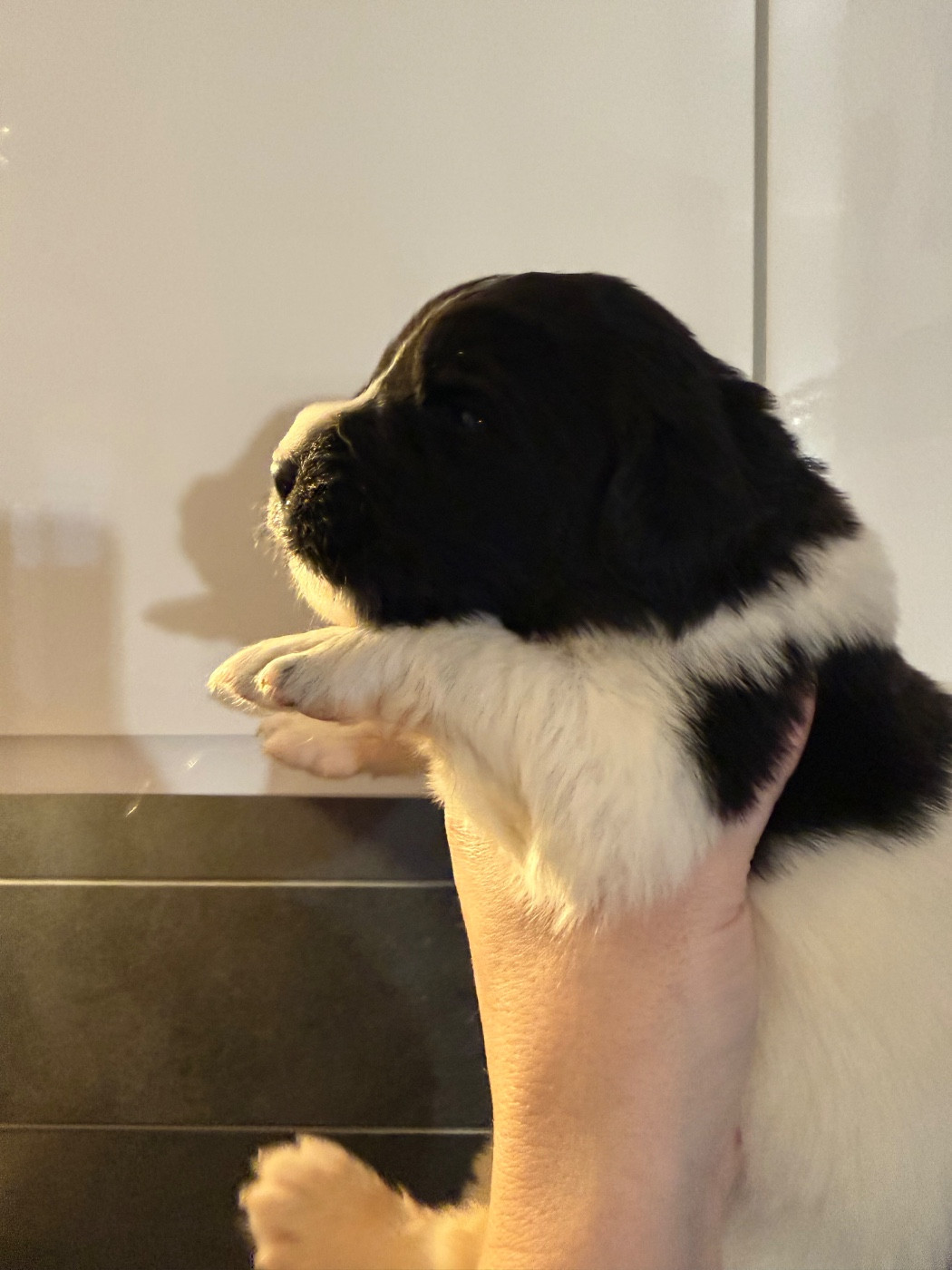 des Trésors de Radjah - Chiots disponibles - Terre-neuve