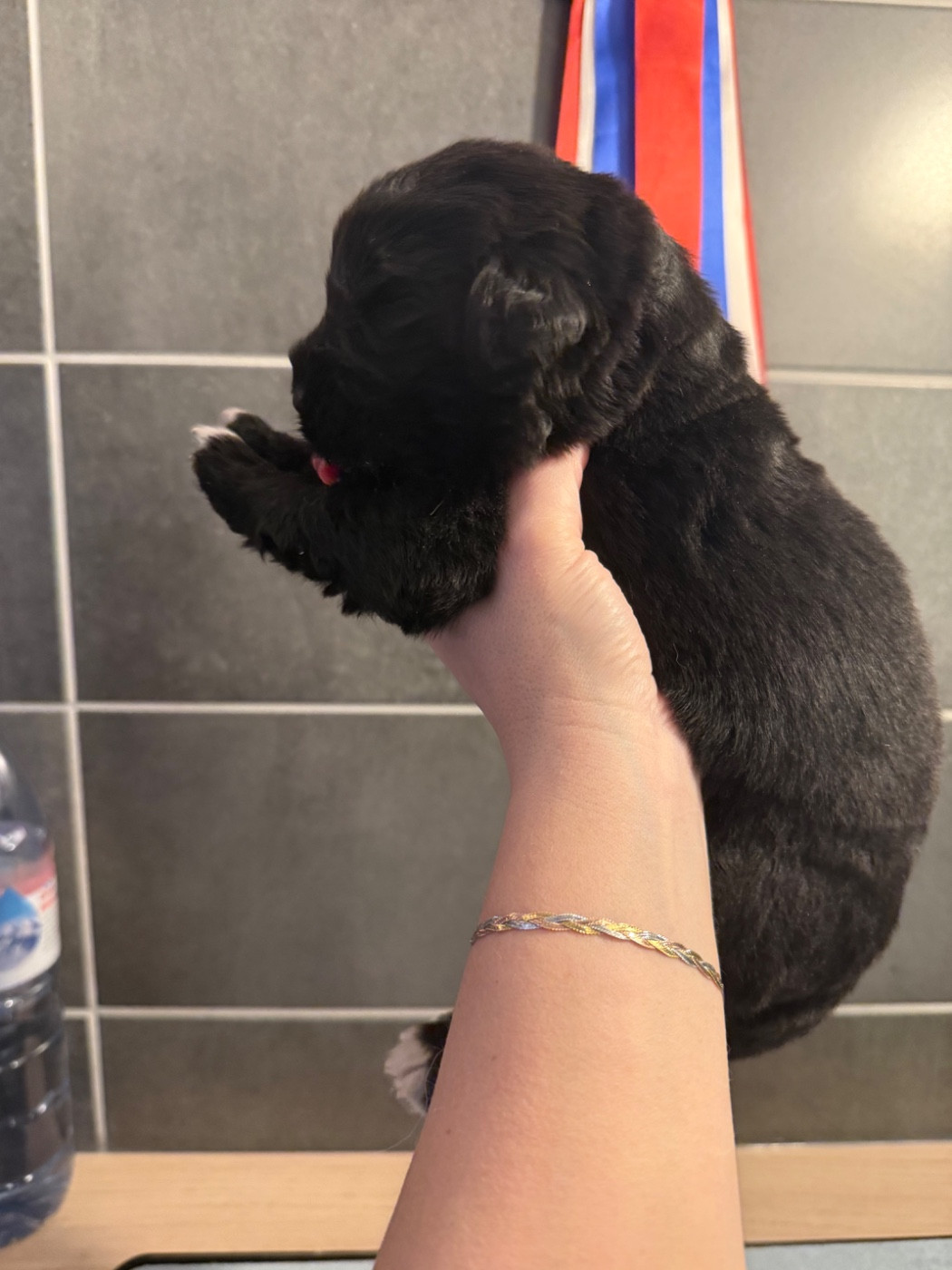 des Trésors de Radjah - Chiots disponibles - Terre-neuve