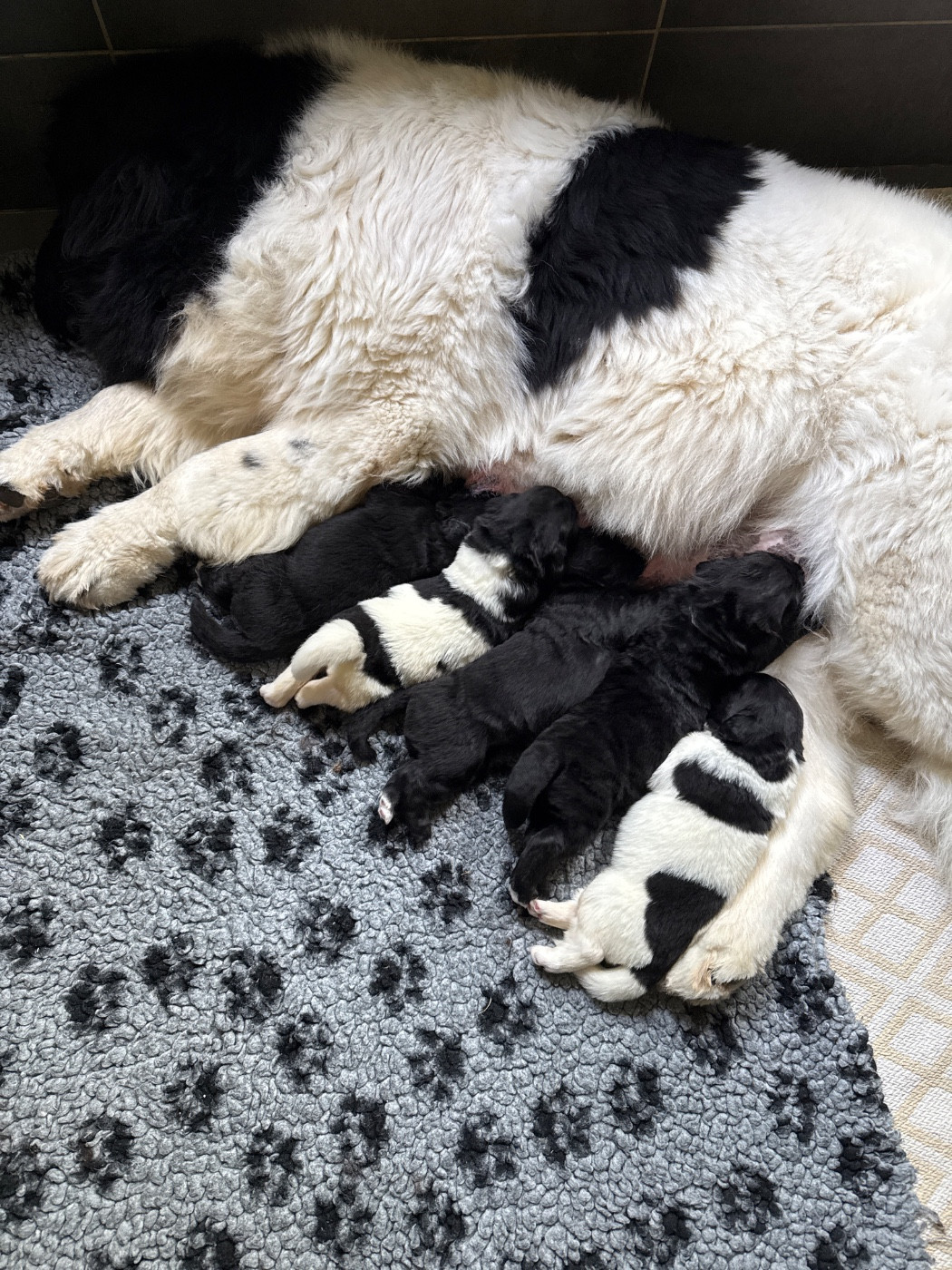 Chiot Terre-neuve des Trésors de Radjah