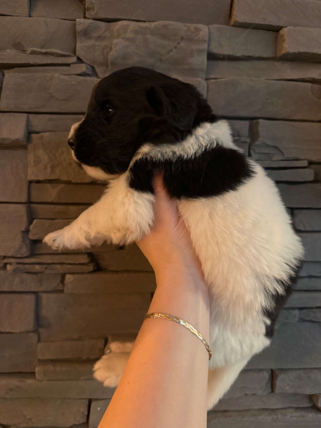 des Trésors de Radjah - Chiots disponibles - Terre-neuve