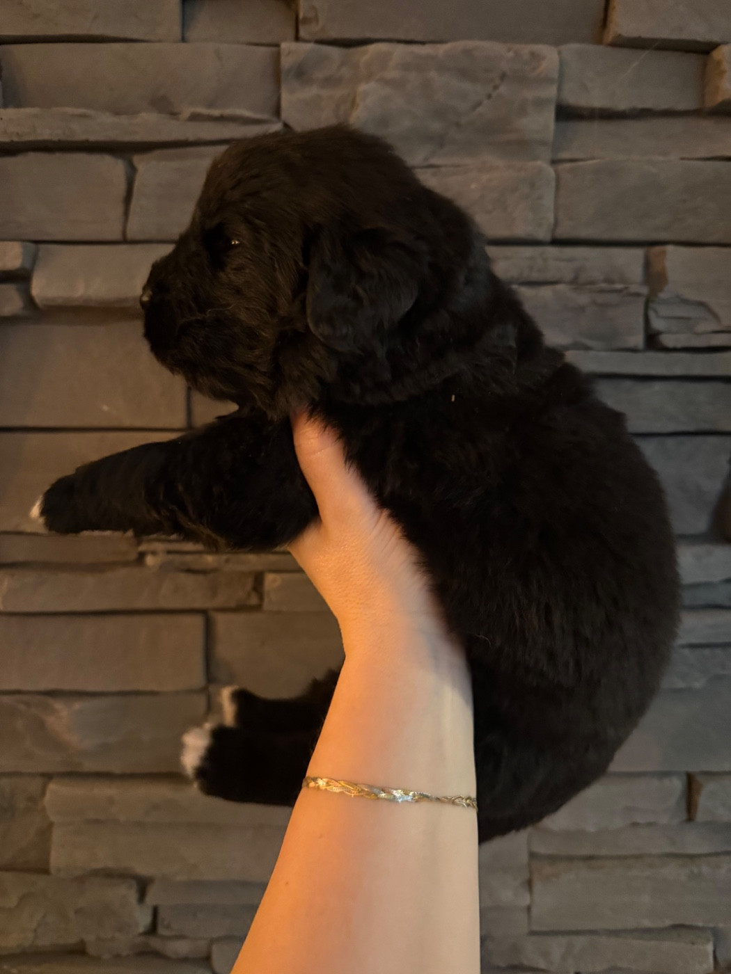 des Trésors de Radjah - Chiots disponibles - Terre-neuve