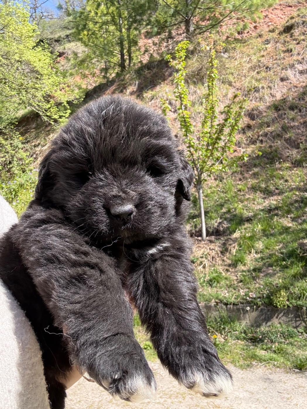 des Trésors de Radjah - Chiots disponibles - Terre-neuve