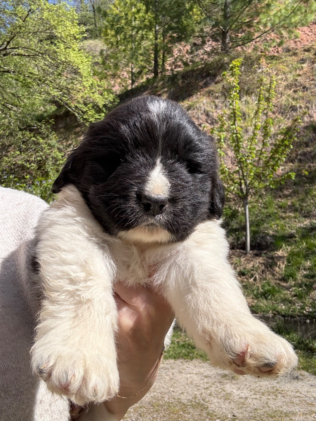 des Trésors de Radjah - Chiots disponibles - Terre-neuve
