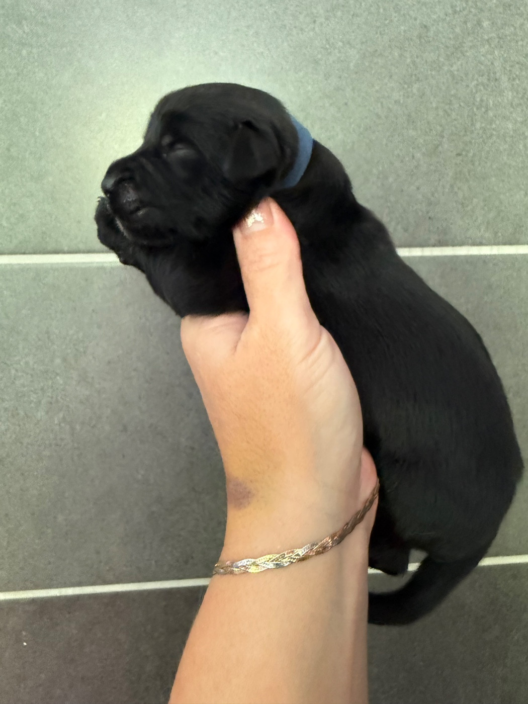 des Trésors de Radjah - Chiots disponibles - Terre-neuve
