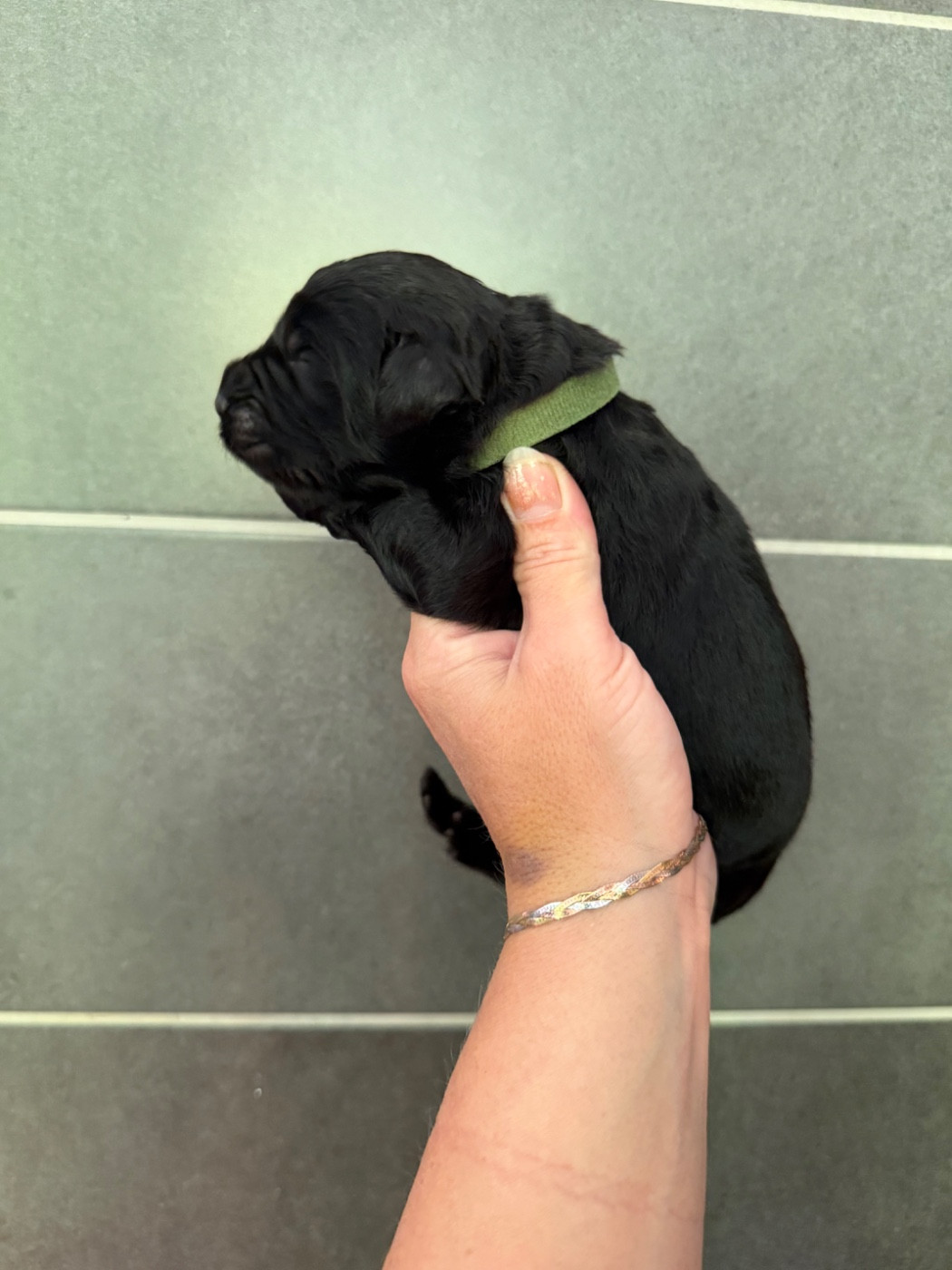 des Trésors de Radjah - Chiots disponibles - Terre-neuve