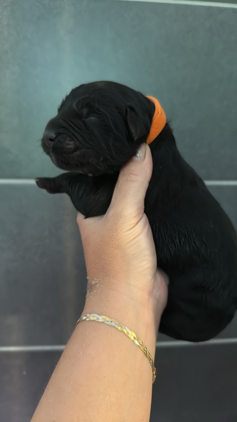 des Trésors de Radjah - Chiots disponibles - Terre-neuve