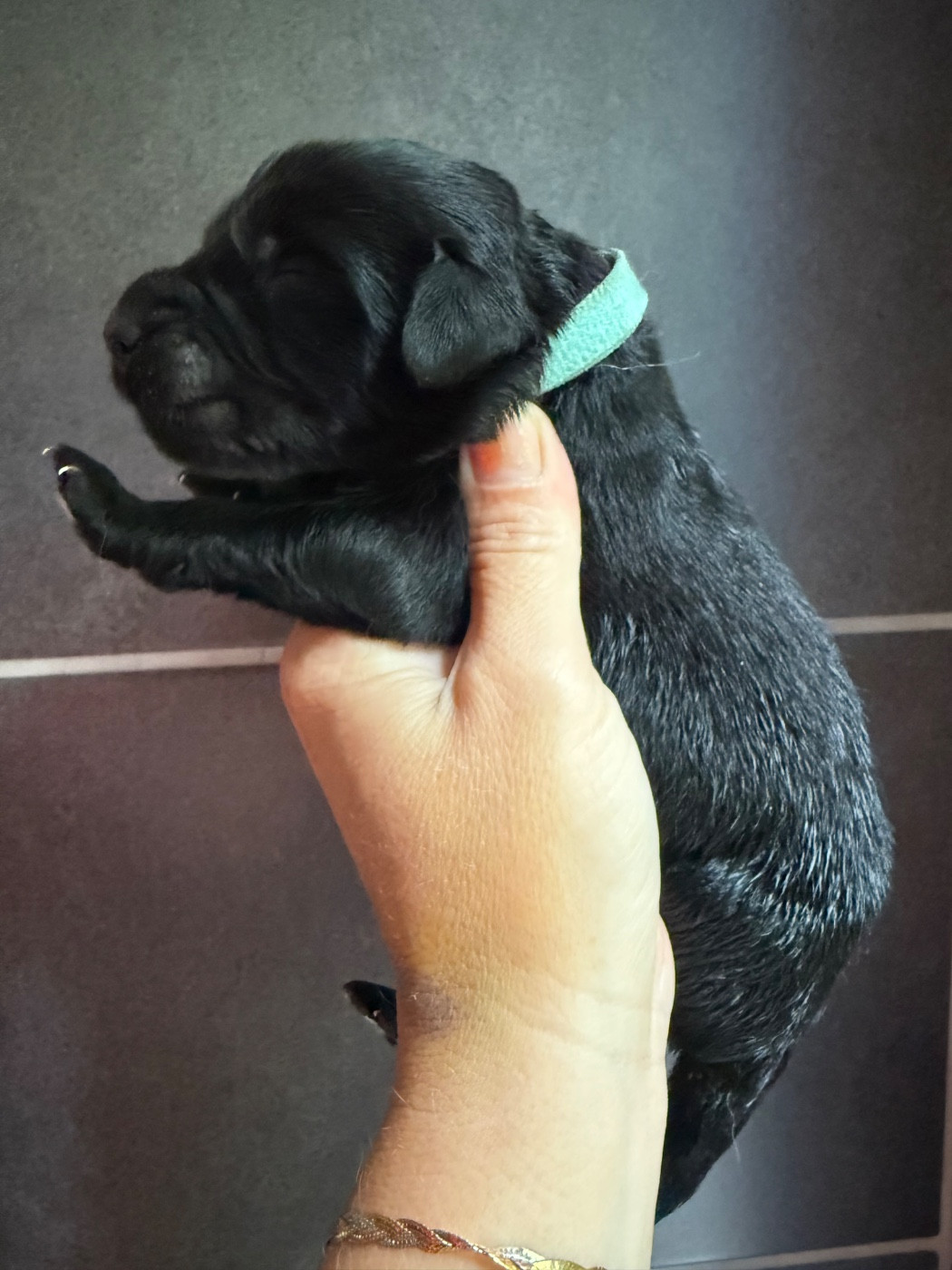 des Trésors de Radjah - Chiots disponibles - Terre-neuve