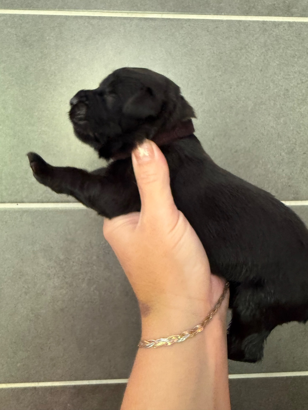 des Trésors de Radjah - Chiots disponibles - Terre-neuve