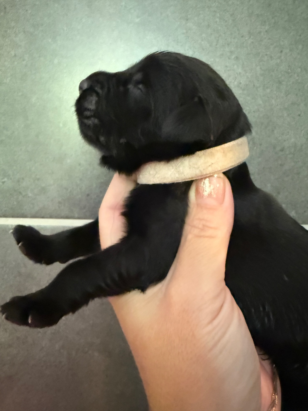 des Trésors de Radjah - Chiots disponibles - Terre-neuve