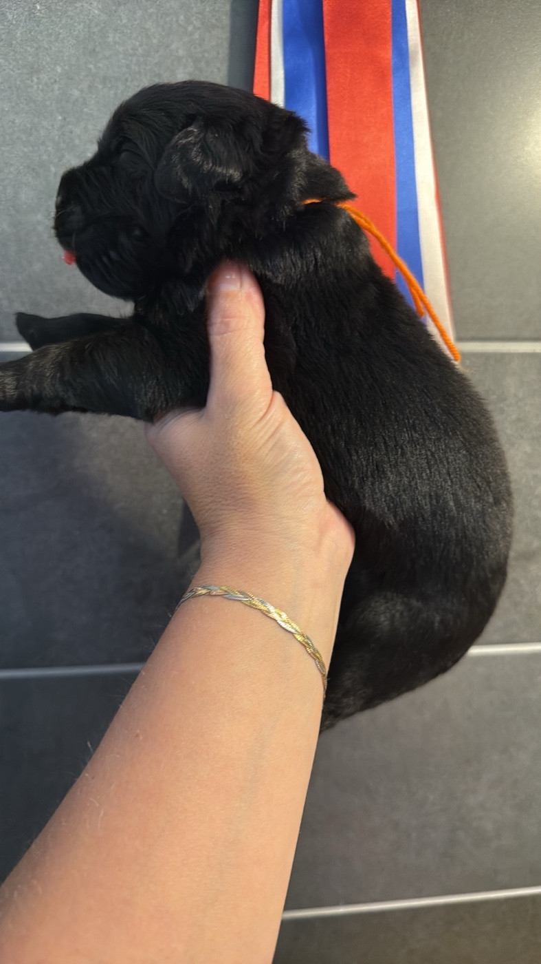des Trésors de Radjah - Chiots disponibles - Terre-neuve