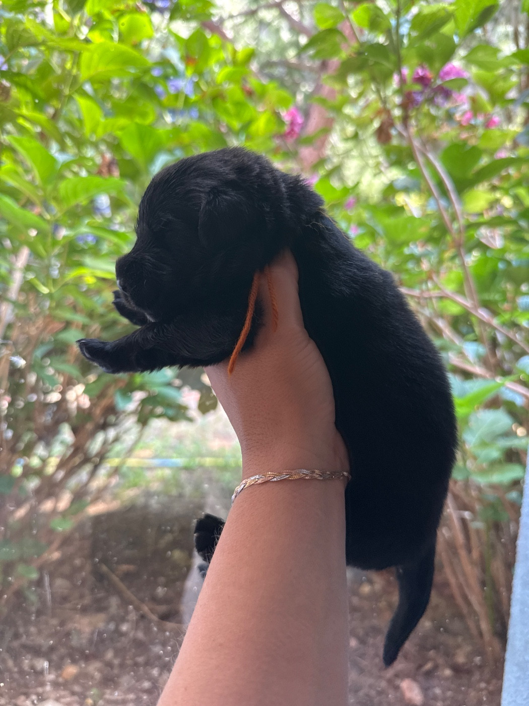 des Trésors de Radjah - Chiots disponibles - Terre-neuve