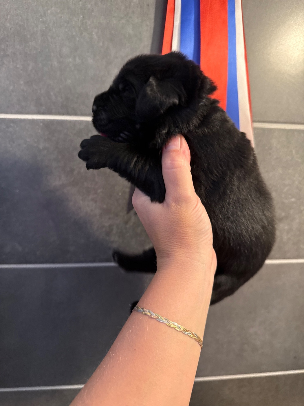 des Trésors de Radjah - Chiots disponibles - Terre-neuve