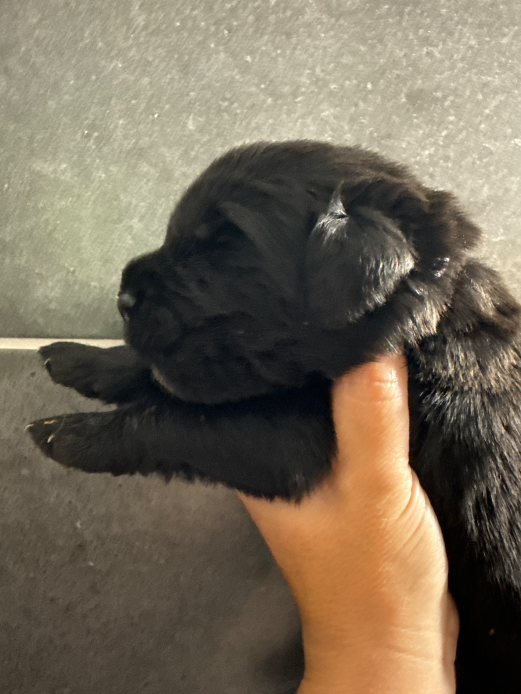 des Trésors de Radjah - Chiots disponibles - Terre-neuve