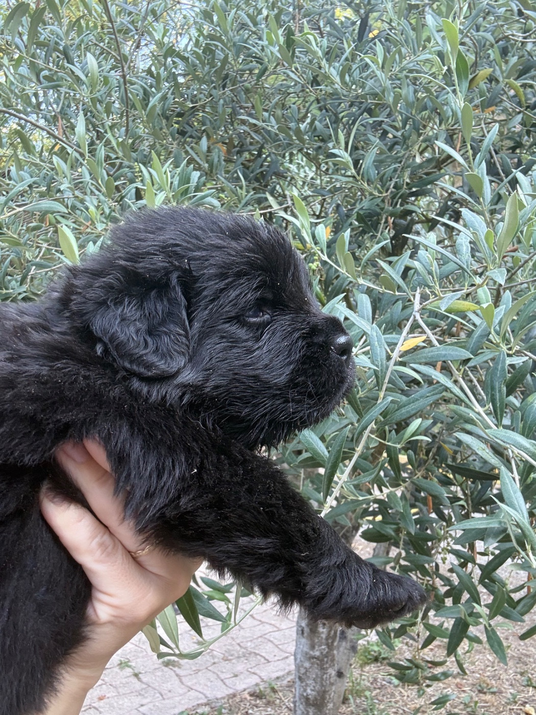 des Trésors de Radjah - Chiots disponibles - Terre-neuve