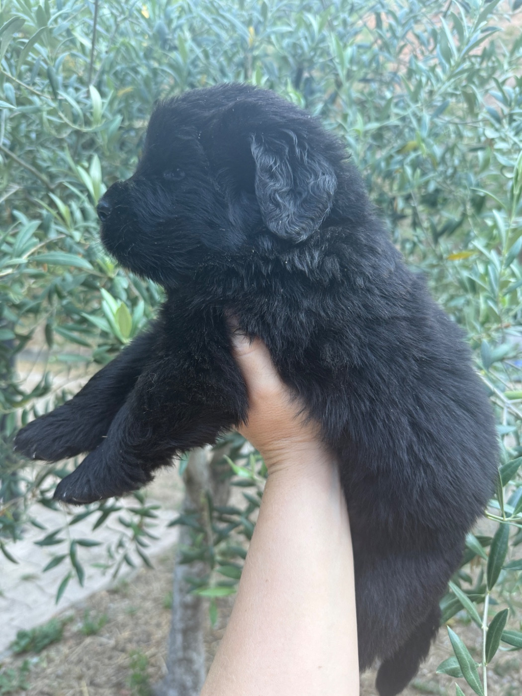 des Trésors de Radjah - Chiots disponibles - Terre-neuve