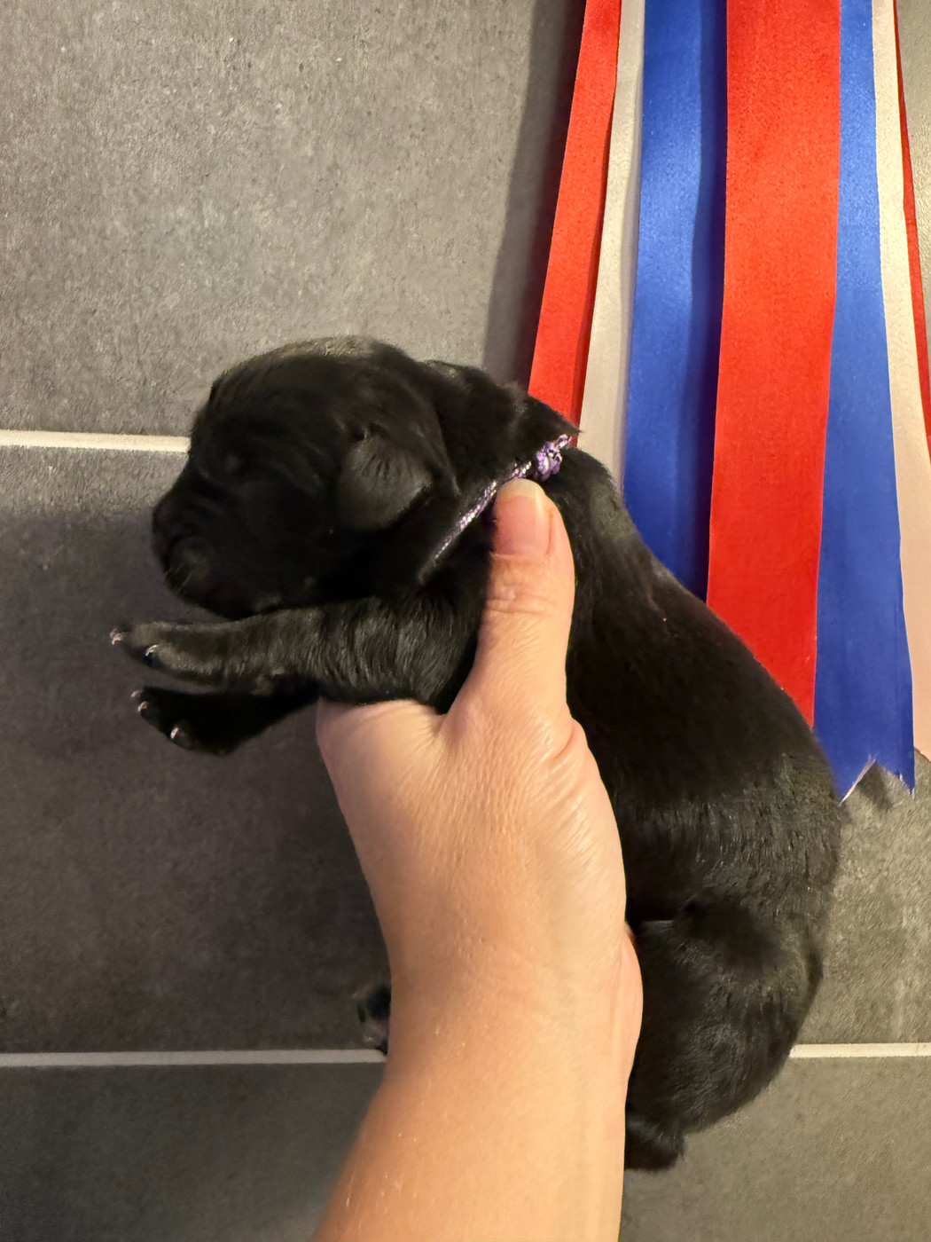 des Trésors de Radjah - Chiots disponibles - Terre-neuve