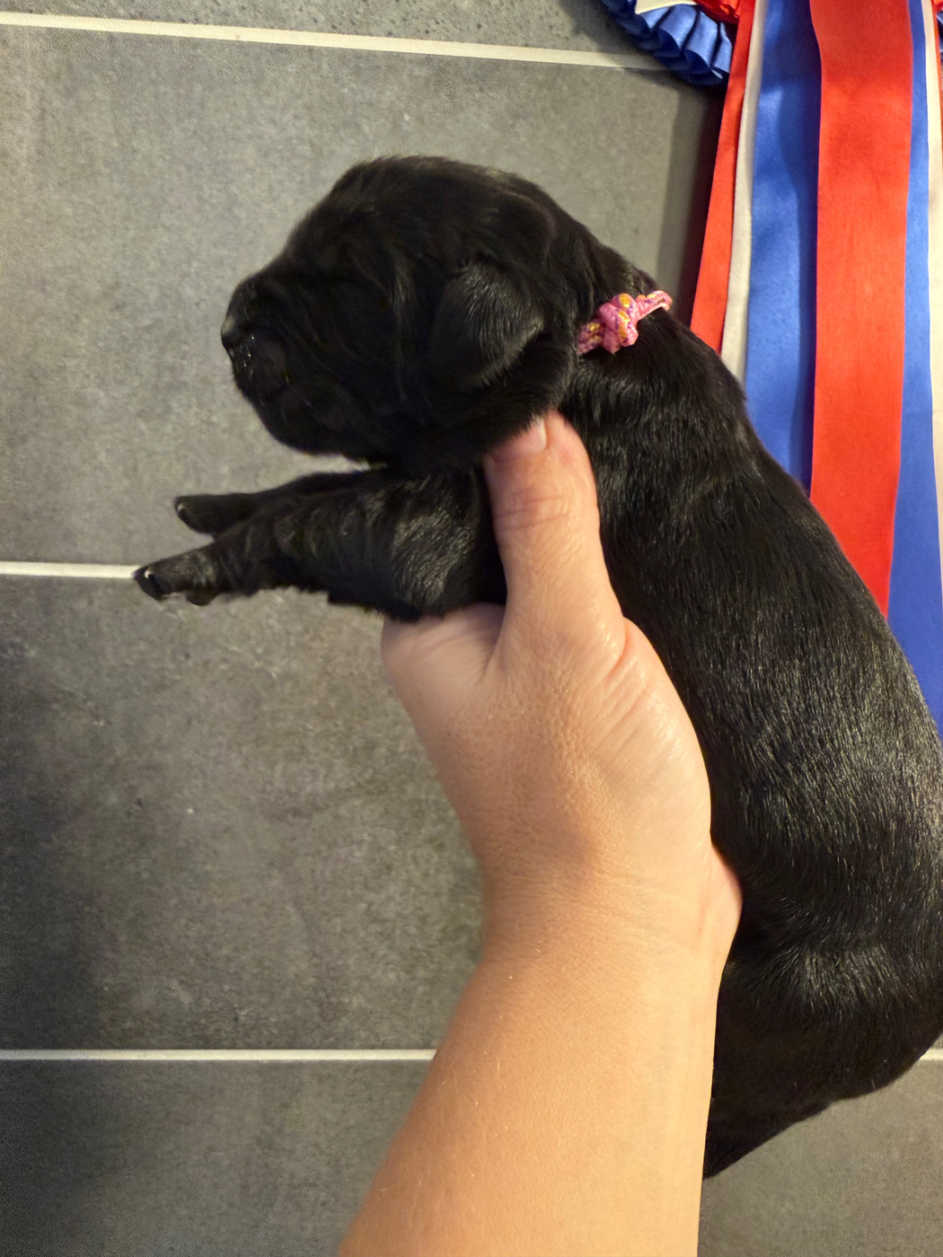 des Trésors de Radjah - Chiots disponibles - Terre-neuve