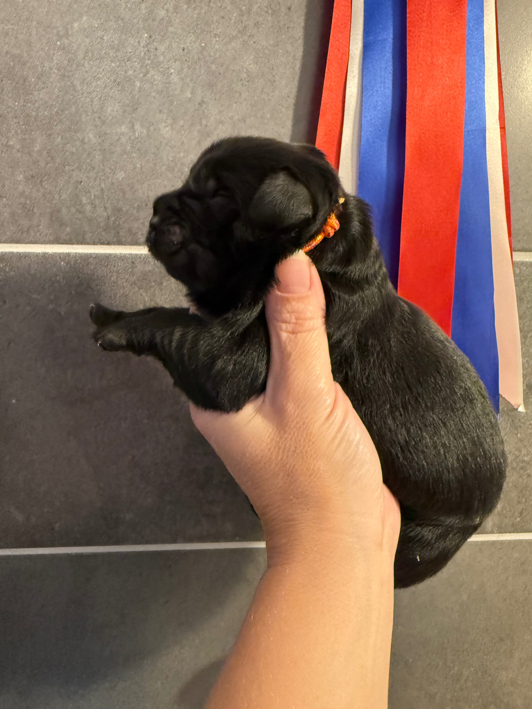 des Trésors de Radjah - Chiots disponibles - Terre-neuve