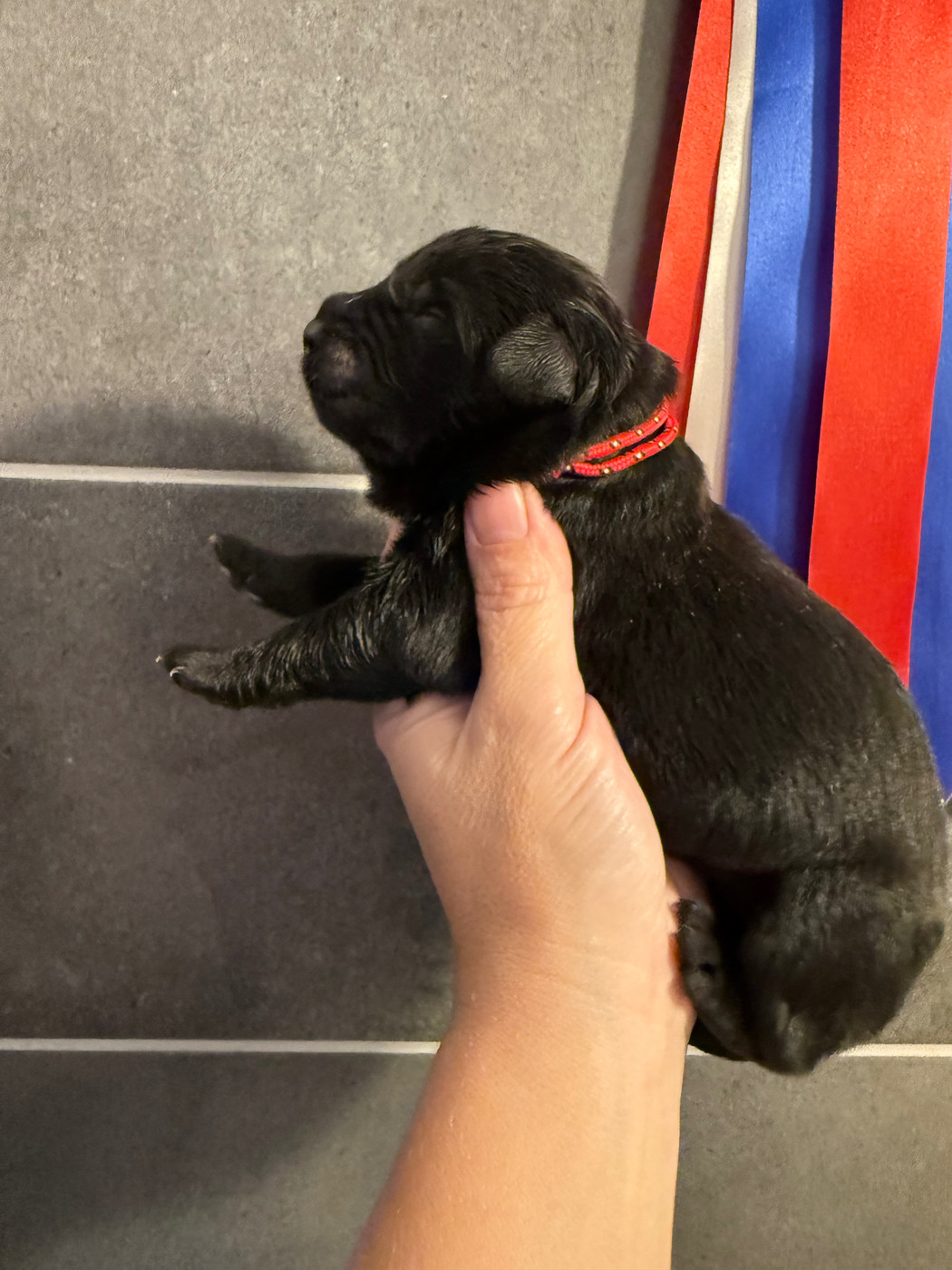 des Trésors de Radjah - Chiots disponibles - Terre-neuve