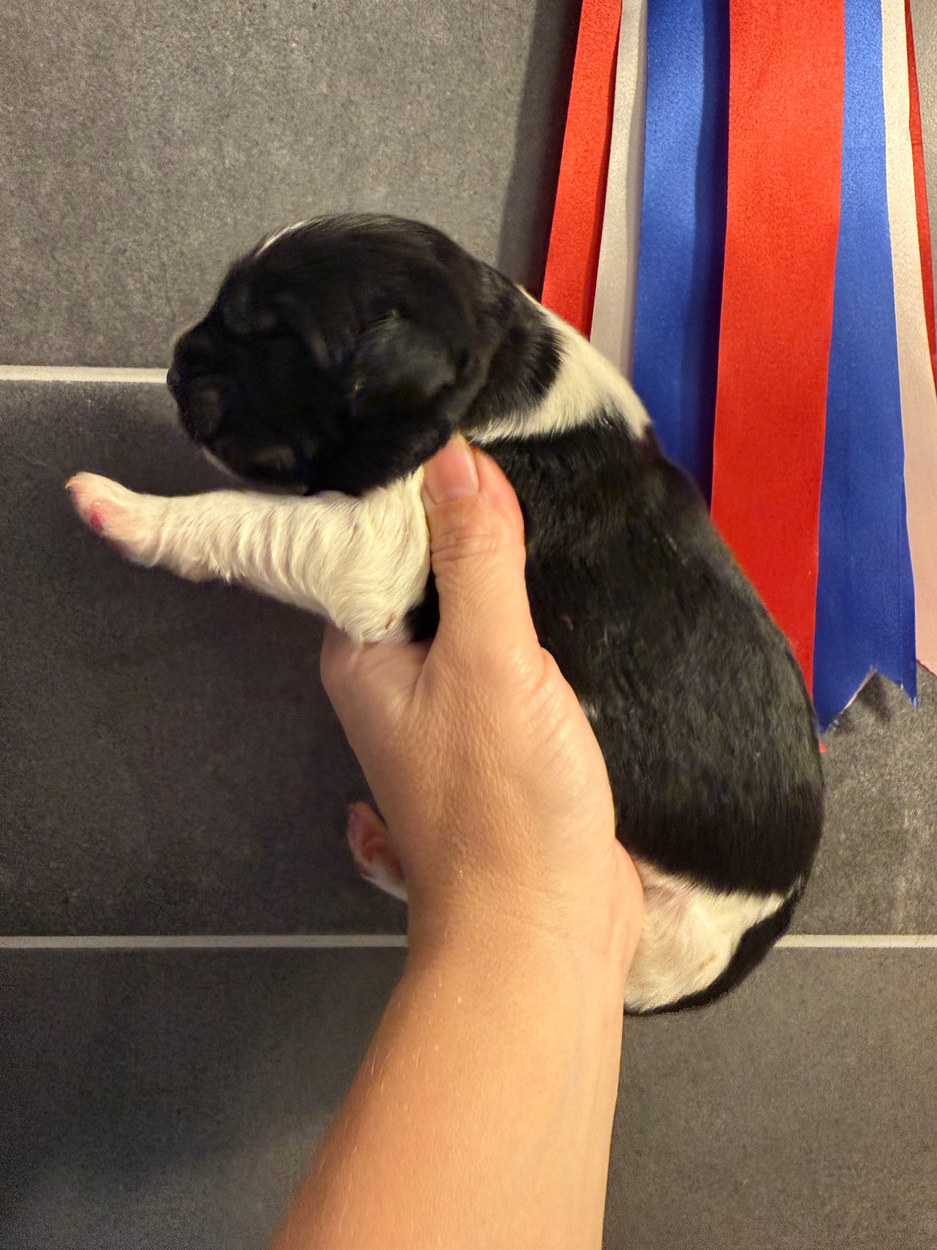 des Trésors de Radjah - Chiots disponibles - Terre-neuve
