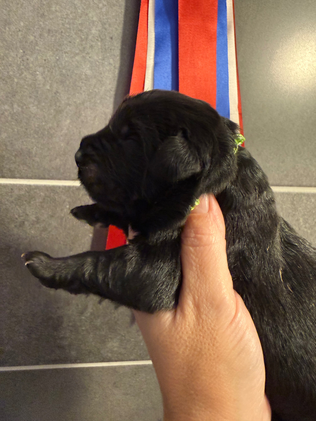 des Trésors de Radjah - Chiots disponibles - Terre-neuve