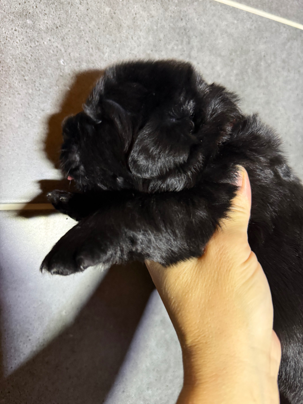 des Trésors de Radjah - Chiots disponibles - Terre-neuve