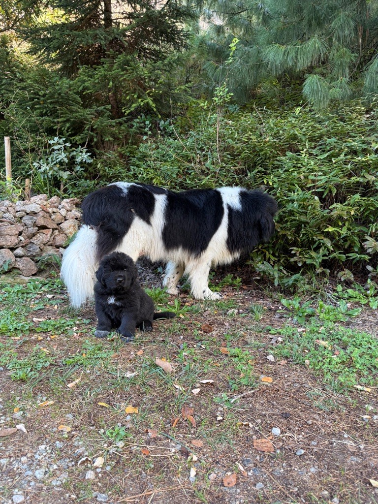 des Trésors de Radjah - Chiots disponibles - Terre-neuve