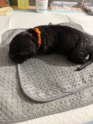 CHIOT