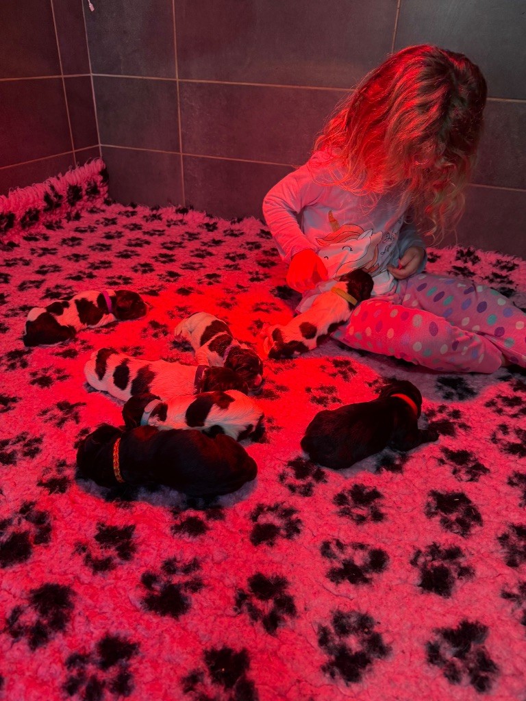 Chiot Terre-neuve des Trésors de Radjah