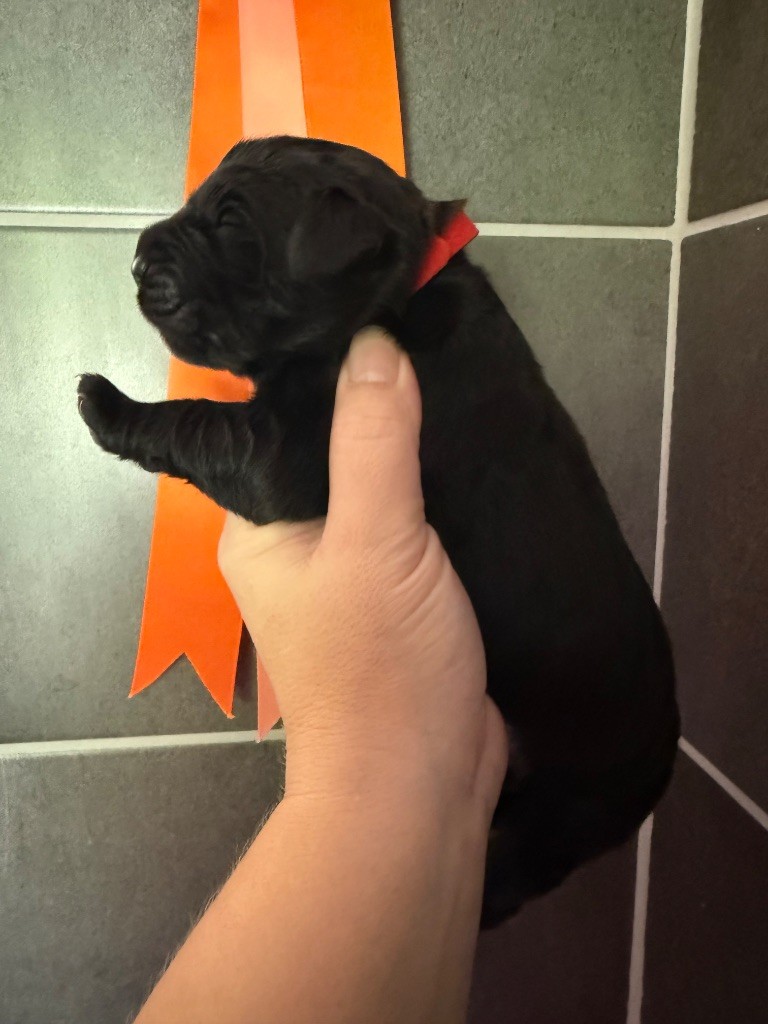 des Trésors de Radjah - Chiots disponibles - Terre-neuve