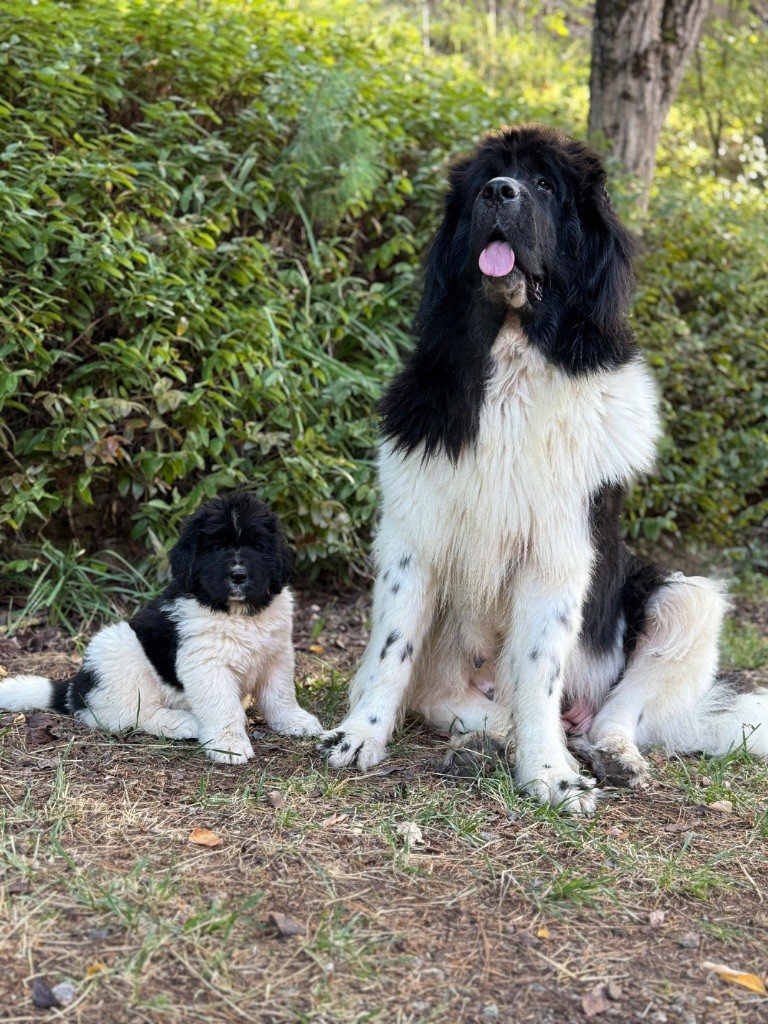 des Trésors de Radjah - Chiots disponibles - Terre-neuve