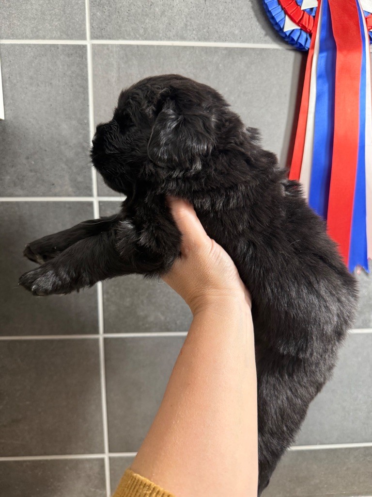 des Trésors de Radjah - Chiots disponibles - Terre-neuve