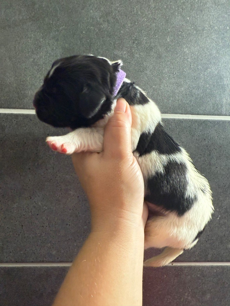 des Trésors de Radjah - Chiots disponibles - Terre-neuve